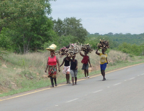 Ladies are heading home with firewood.